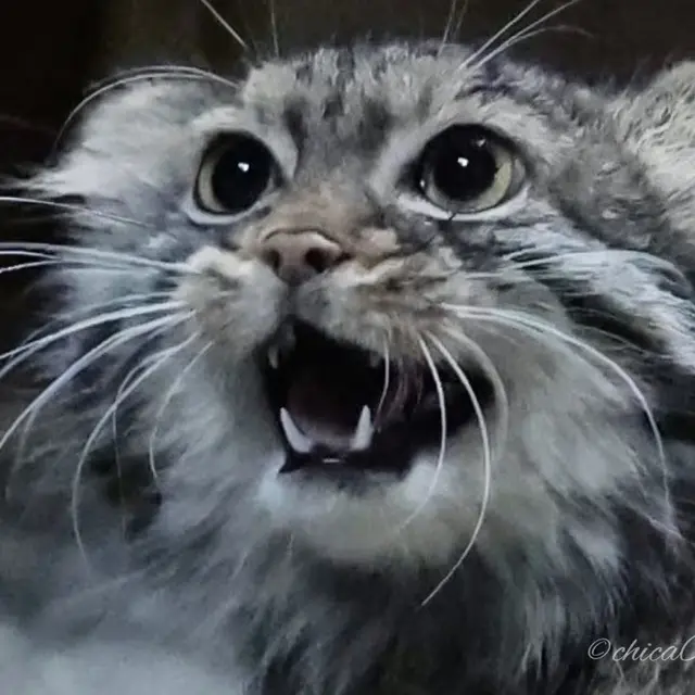 Фотография Шафран в Зоопарке Уено