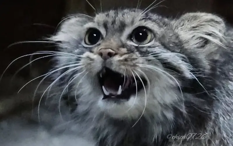 Фотография Шафран в Зоопарке Уено