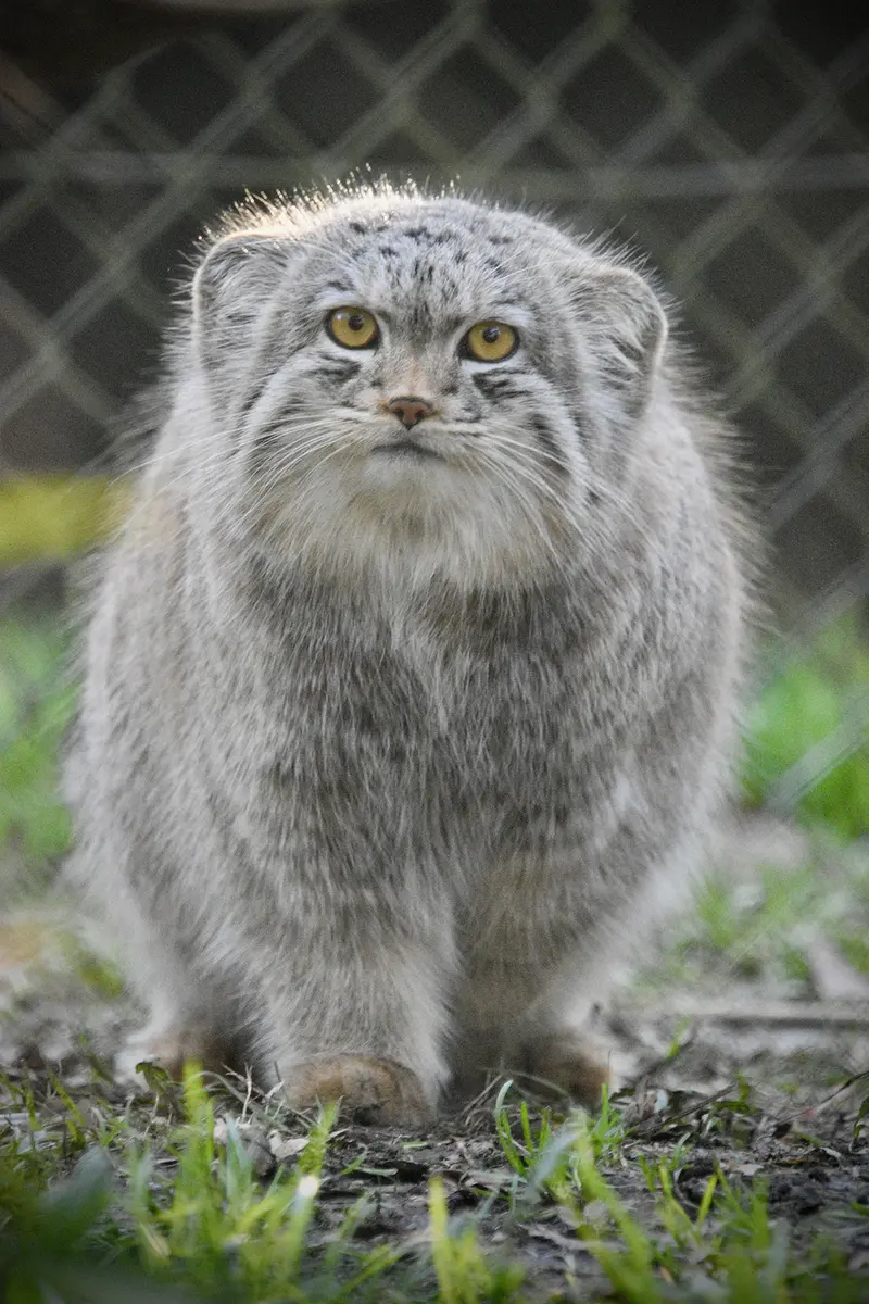 Фотография Бат-Эрдэнэ в Парке диких животных Порт-Лимпн