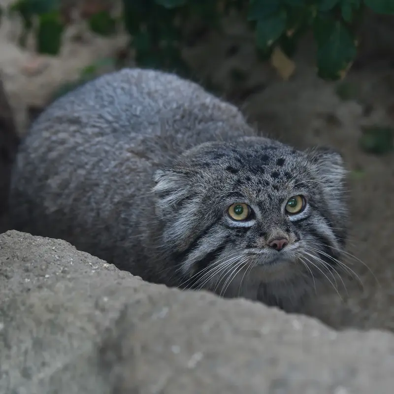 Фотография Нара в Царстве Животных Кобе