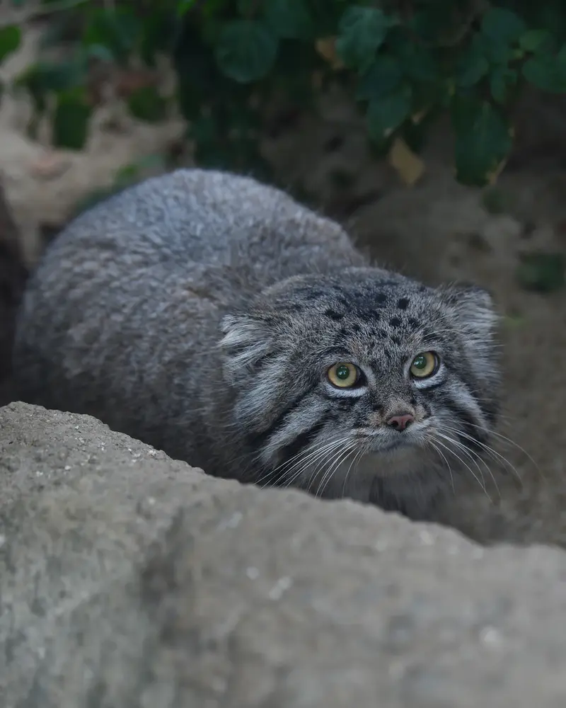 Фотография Нара в Царстве Животных Кобе