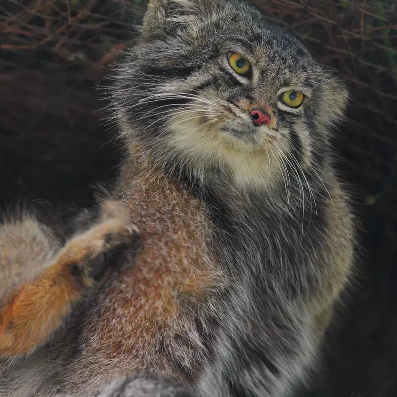 Фотография Нара в Царстве Животных Кобе