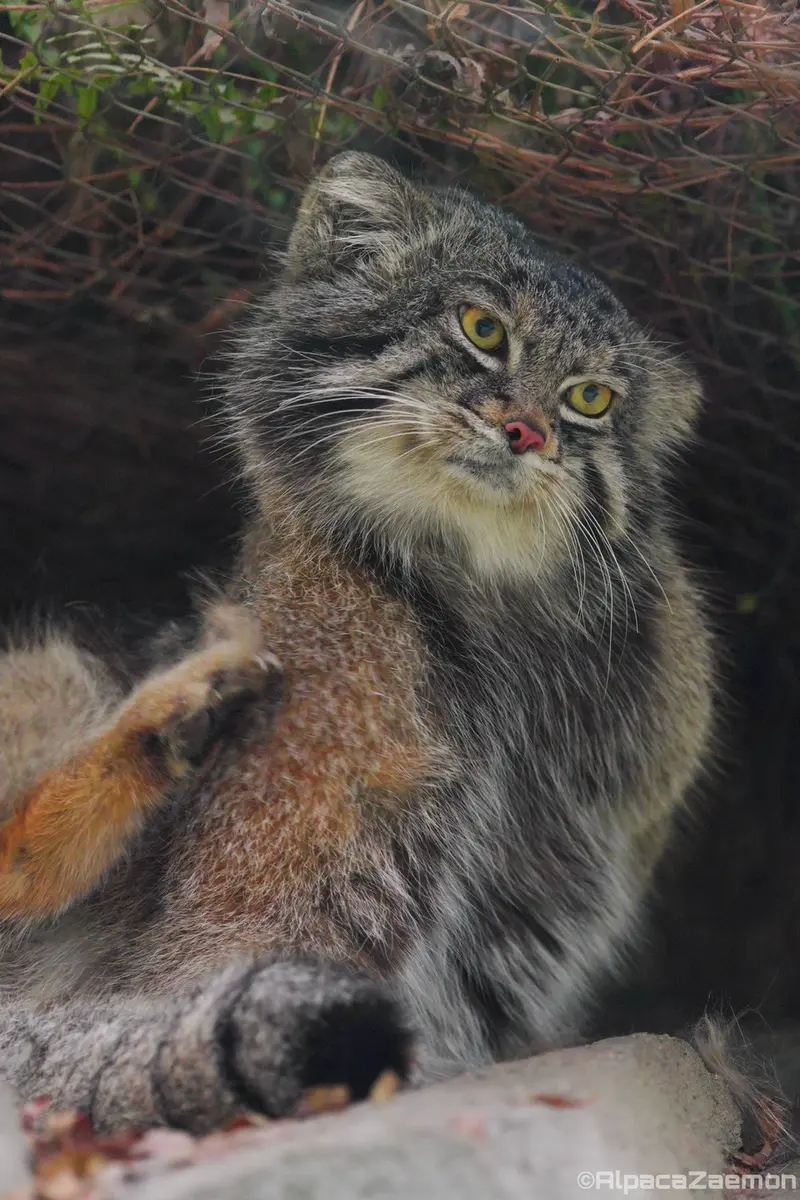Фотография Нара в Царстве Животных Кобе