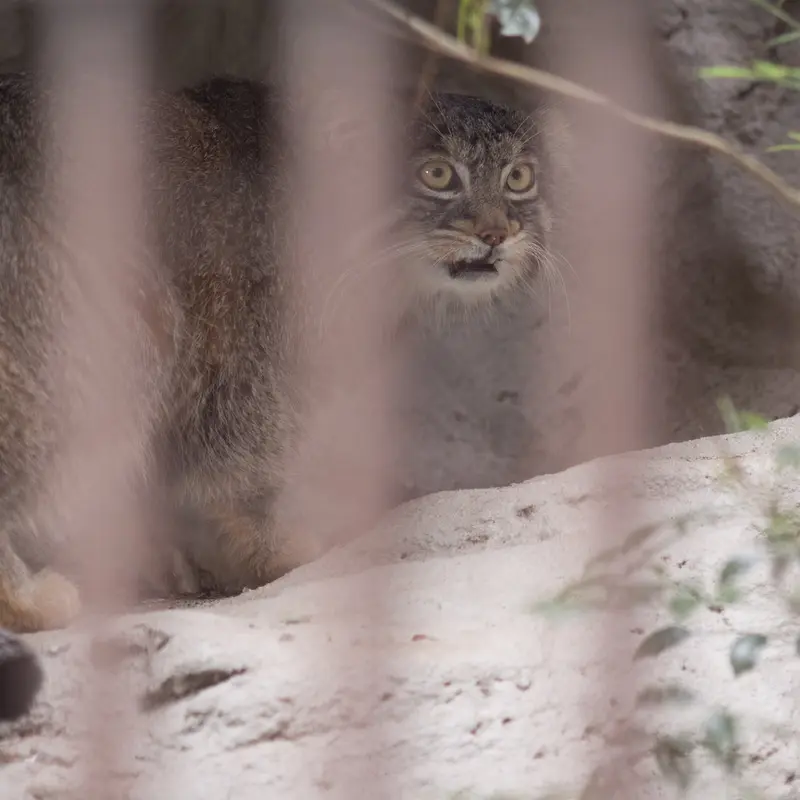 Фотография Фиги в Зоопарке Ногеяме