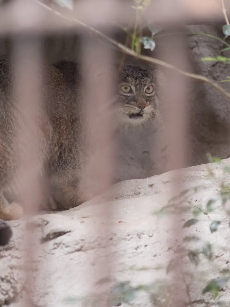 Фотография Фиги в Зоопарке Ногеяме