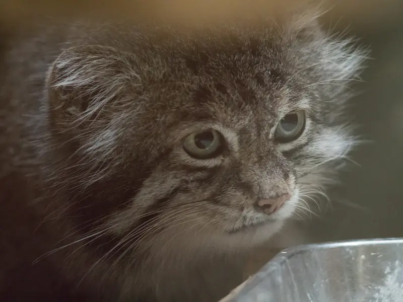 Фотография Клёна в Зоопарке Уено