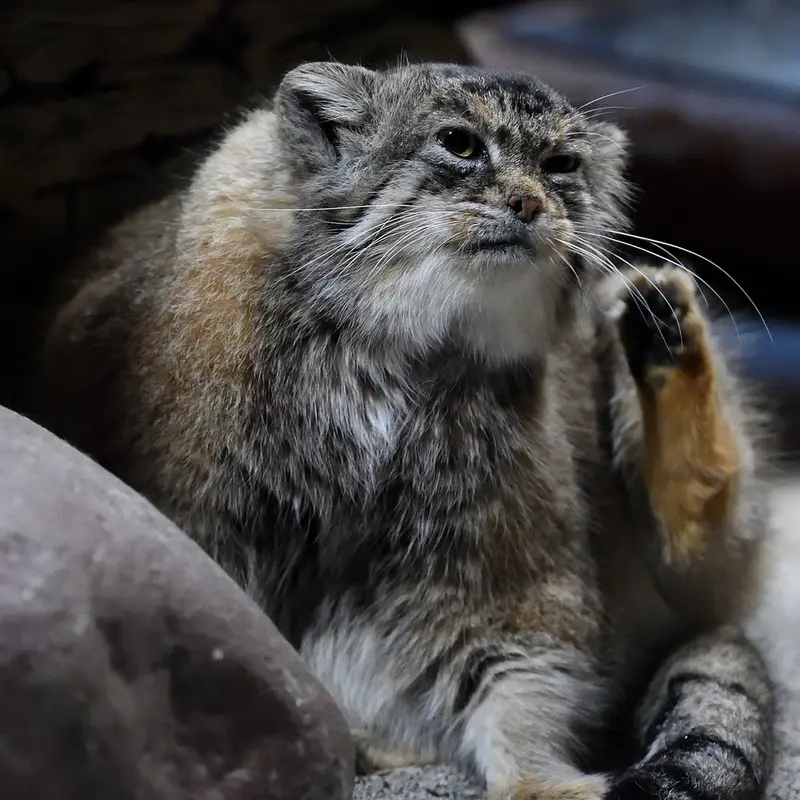 Фотография Примулы в Зоопарке Уено