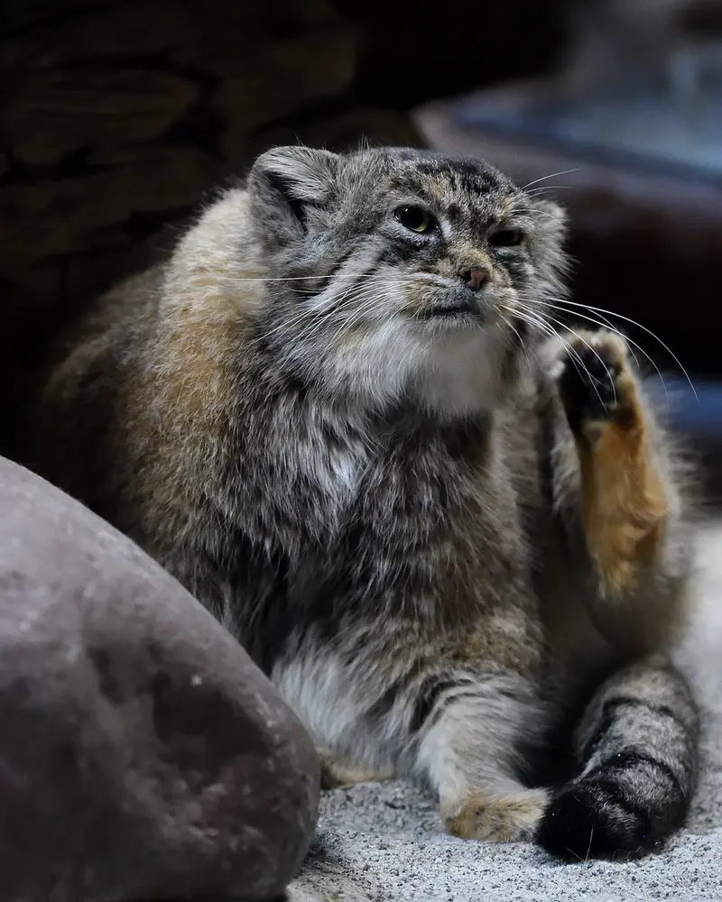 Фотография Примулы в Зоопарке Уено