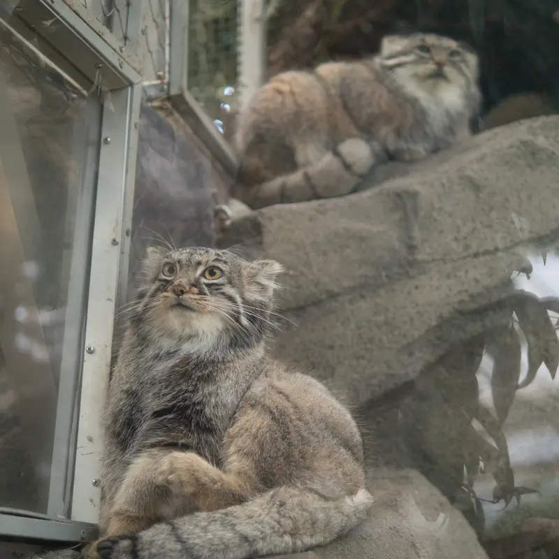 Фотография Аз и Мей в Царстве Животных Кобе