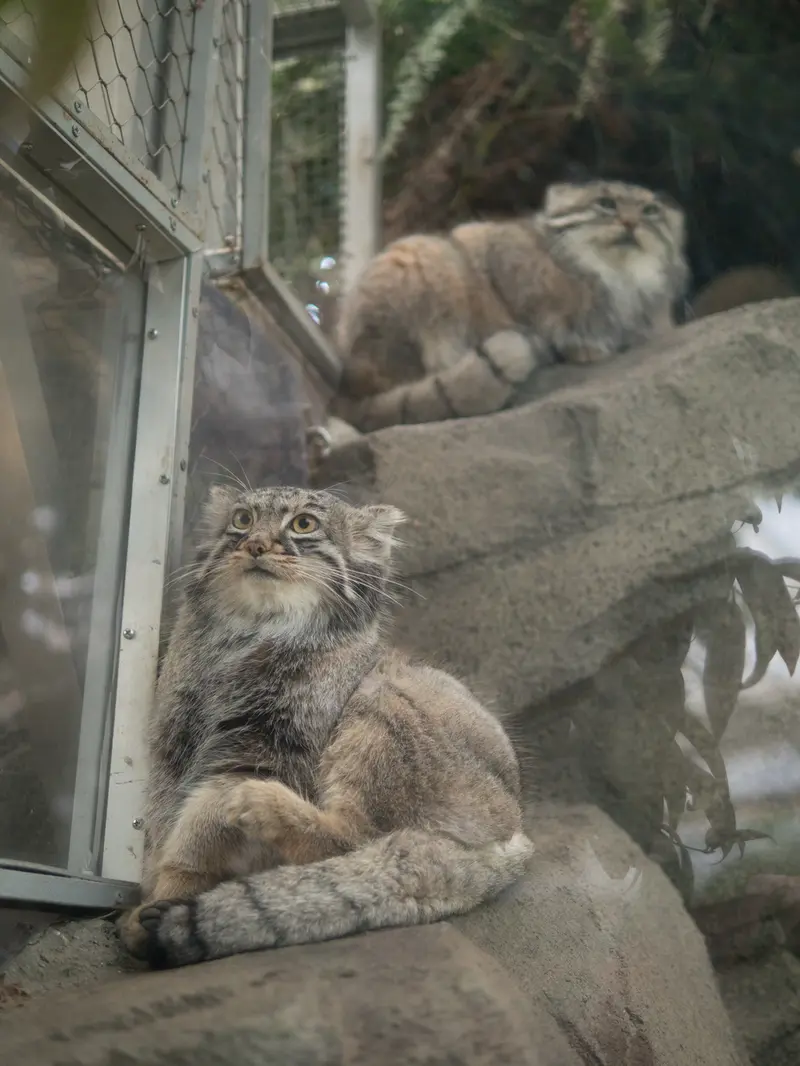 Фотография Аз и Мей в Царстве Животных Кобе