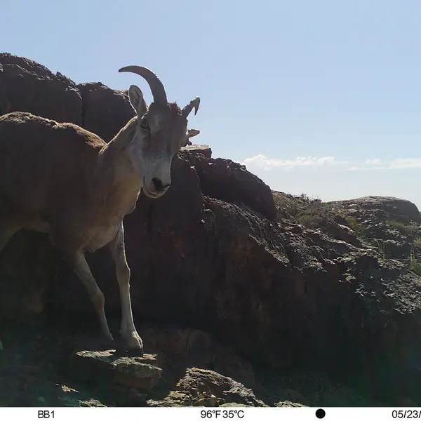 Фотография Аргали с фотоловушки Актас-Кункора