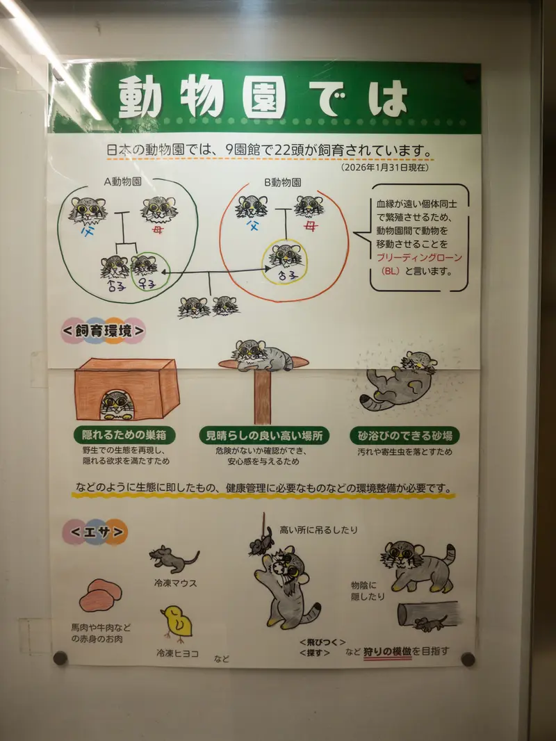 Фотография с манулом в Зоопарке Ногеяме