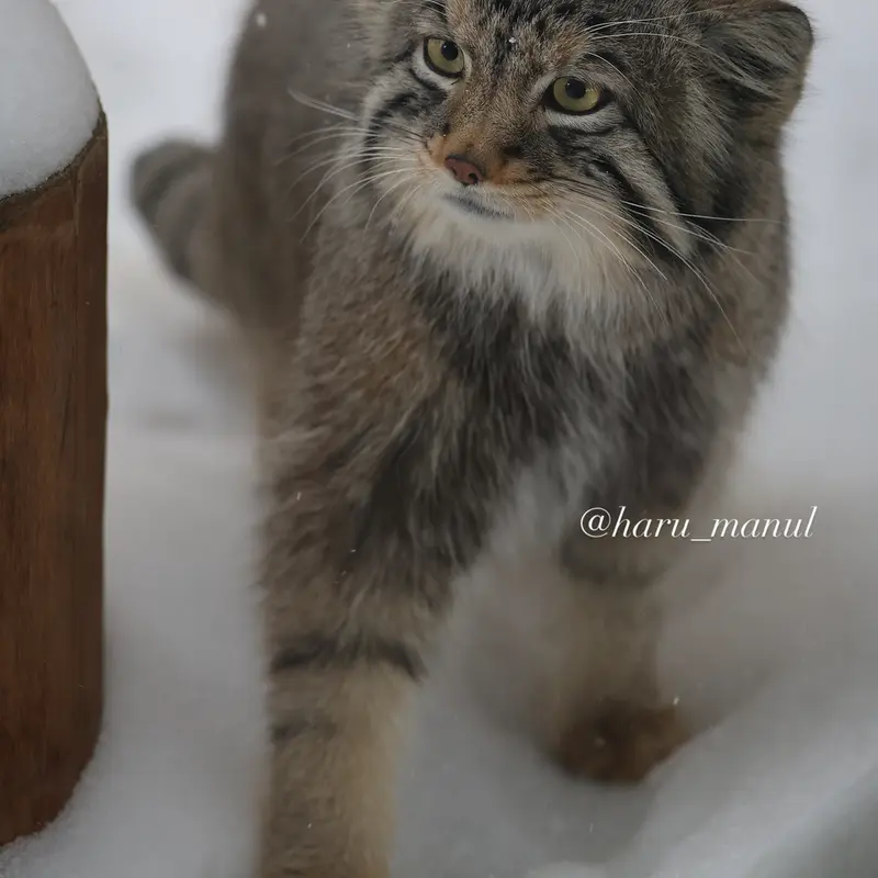 Фотография Нагому в Царстве Животных Насу