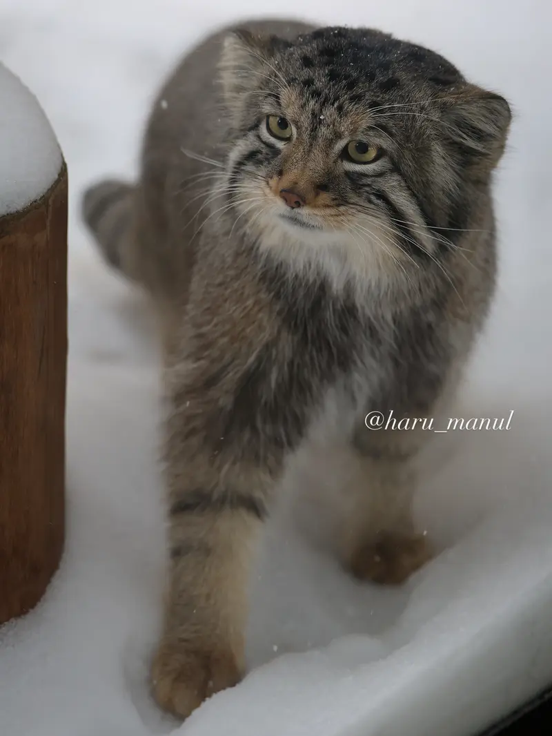Фотография Нагому в Царстве Животных Насу