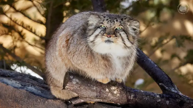 Фотография с манулом