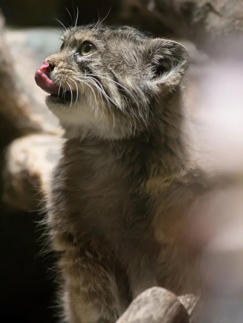 Фотография Примулы в Зоопарке Уено