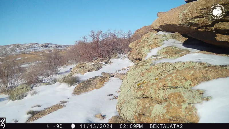 Фотография Казахскаи Пищухи с фотоловушки Бектауата 2