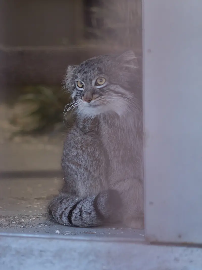 Фотография Фиги в Зоопарке Ногеяме