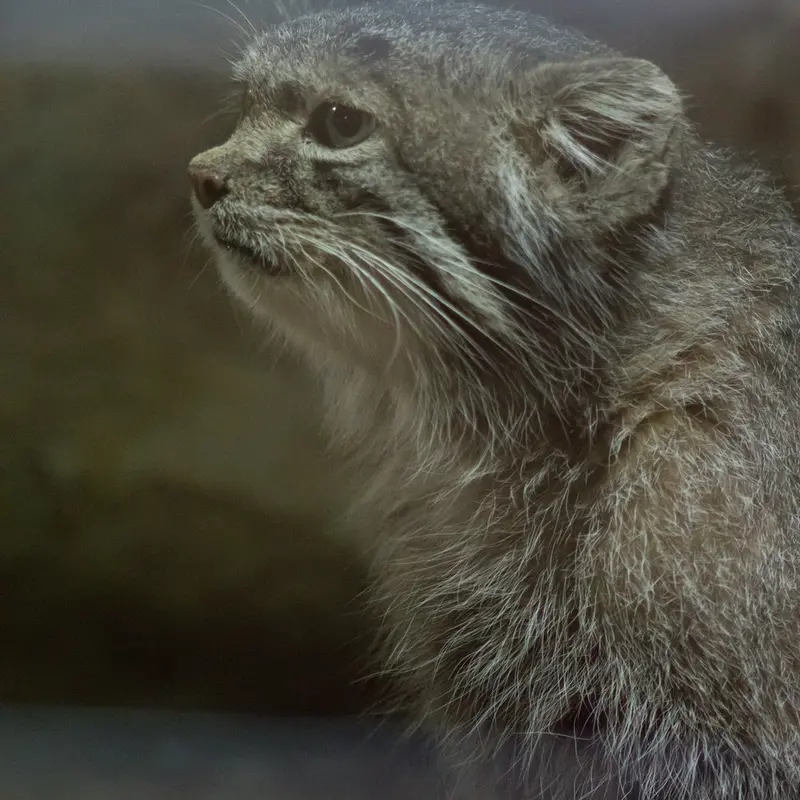 Фотография Клёна в Зоопарке Уено