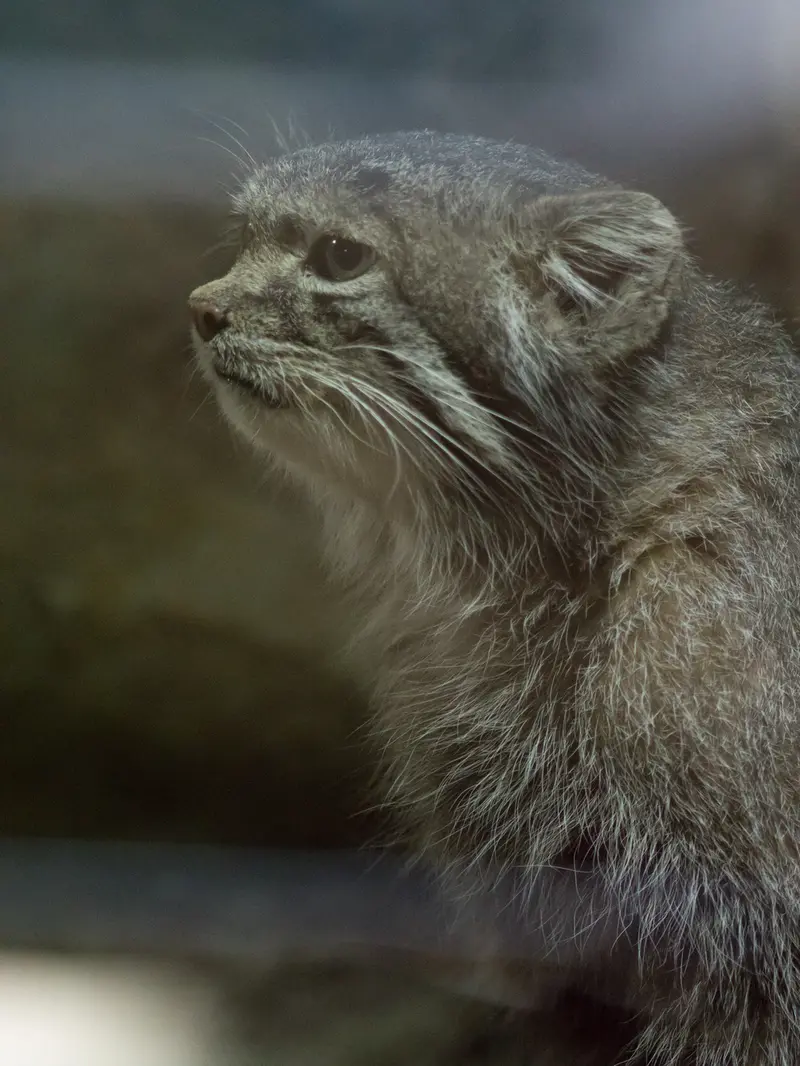 Фотография Клёна в Зоопарке Уено