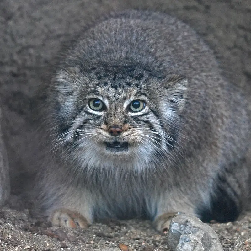 Фотография Аз в Царстве Животных Кобе