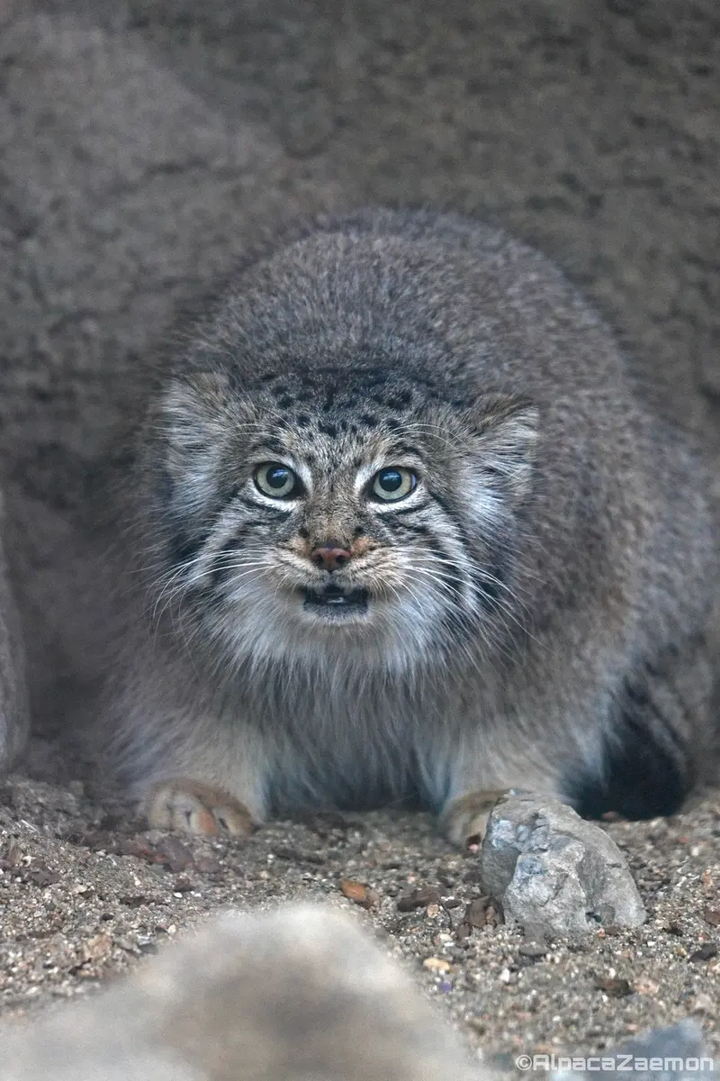 Фотография Аз в Царстве Животных Кобе