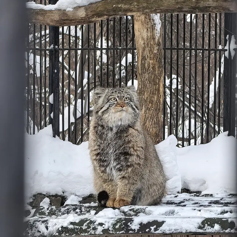 Фотография Евчонока 2023 Г.р. Ⅳ в Новосибирском Зоопарке