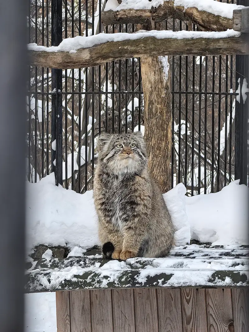 Фотография Евчонока 2023 Г.р. Ⅳ в Новосибирском Зоопарке