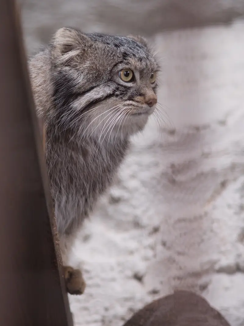Фотография Фиги в Зоопарке Ногеяме