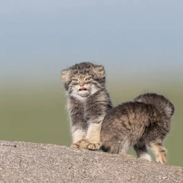 Фотография с манулом