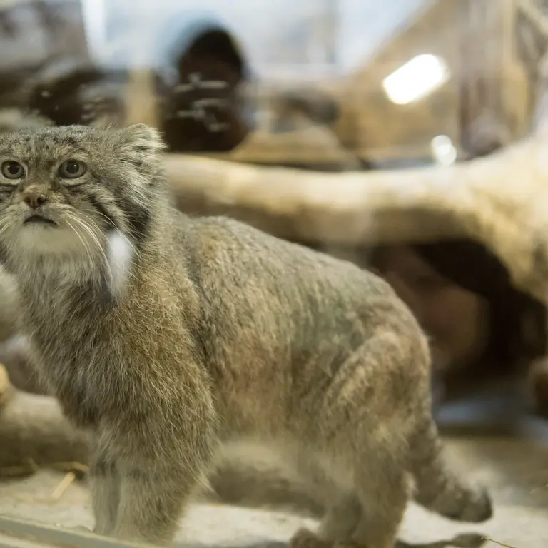 Фотография Клёна в Зоопарке Уено