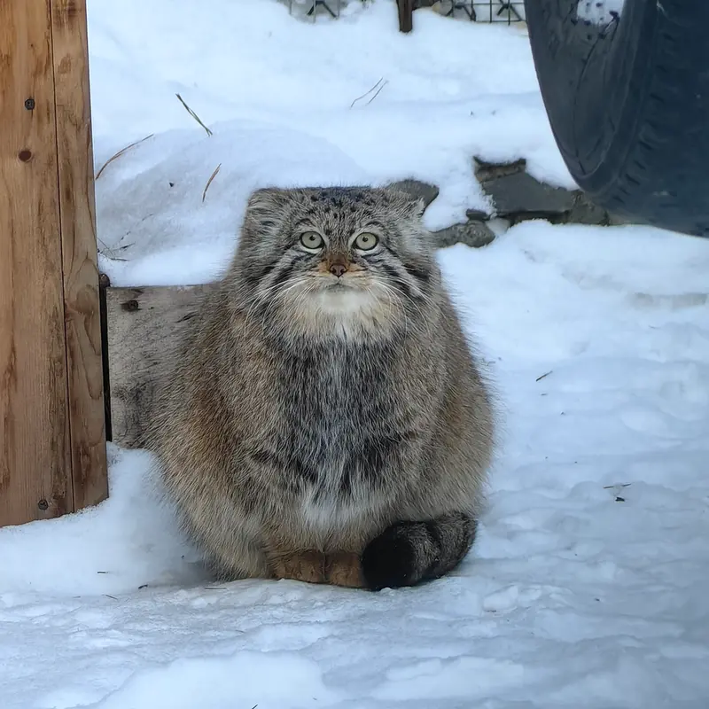 Фотография Евчонки 2023 Г.р. Ⅱ в Новосибирском Зоопарке