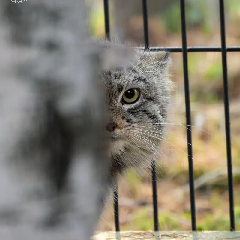 Фотография Цас в Краковском Зоопарке
