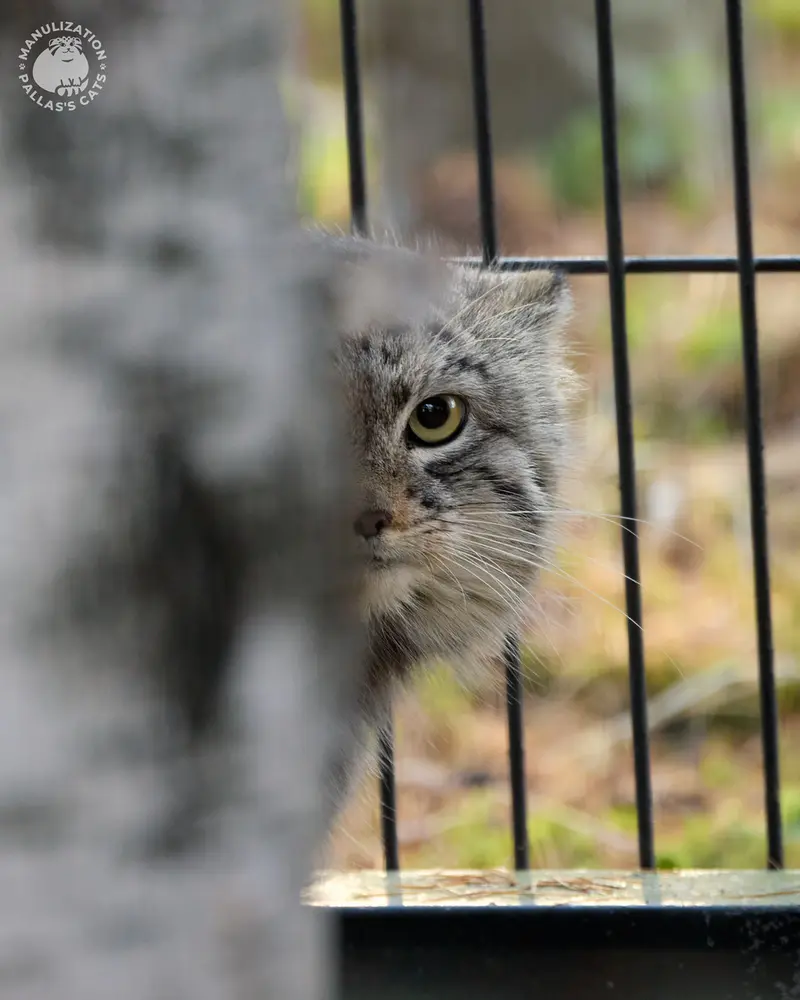 Фотография Цас в Краковском Зоопарке