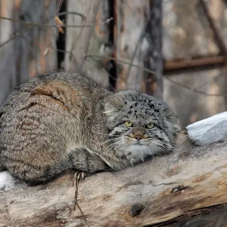 Фотография Клёна в Новосибирском Зоопарке