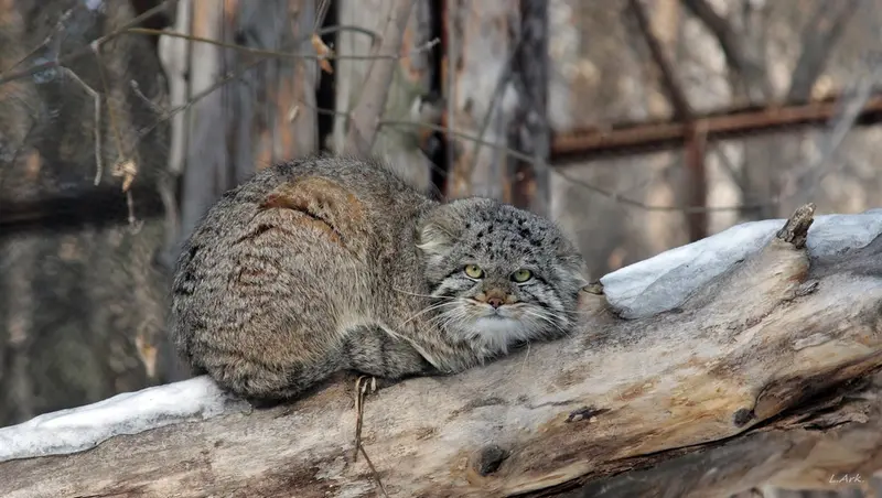 Фотография Клёна в Новосибирском Зоопарке