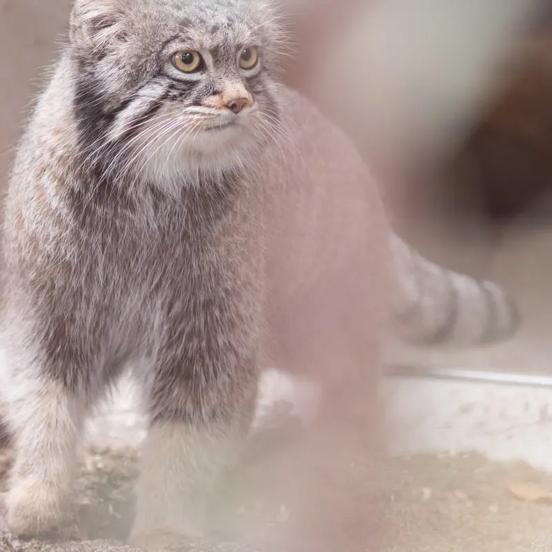 Фотография Фиги в Зоопарке Ногеяме