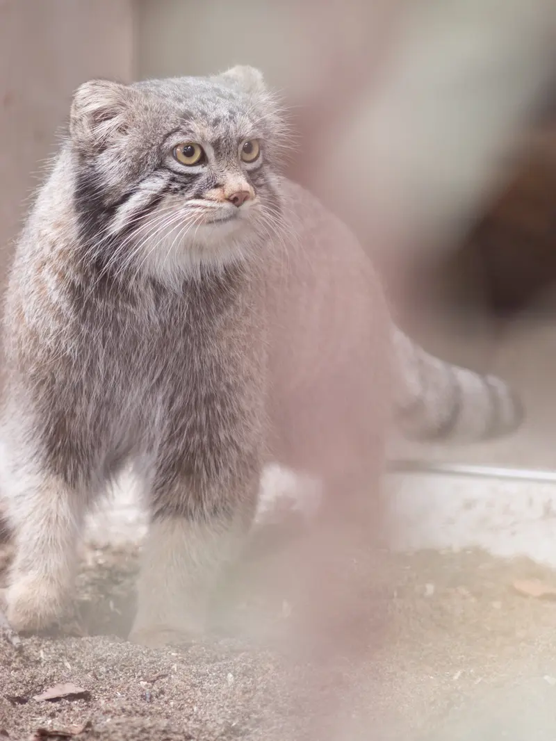 Фотография Фиги в Зоопарке Ногеяме