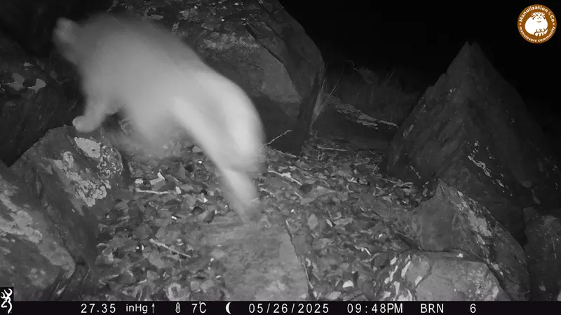 Фотография Сибирского Манула с фотоловушки Киикбай [новинка]