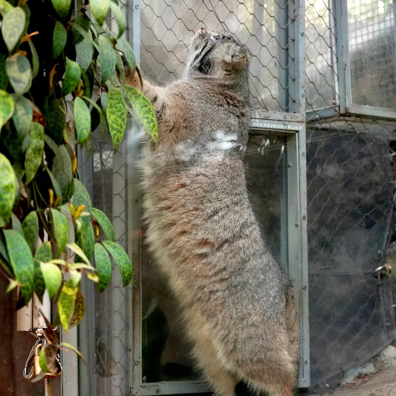 Фотография Аз в Царстве Животных Кобе