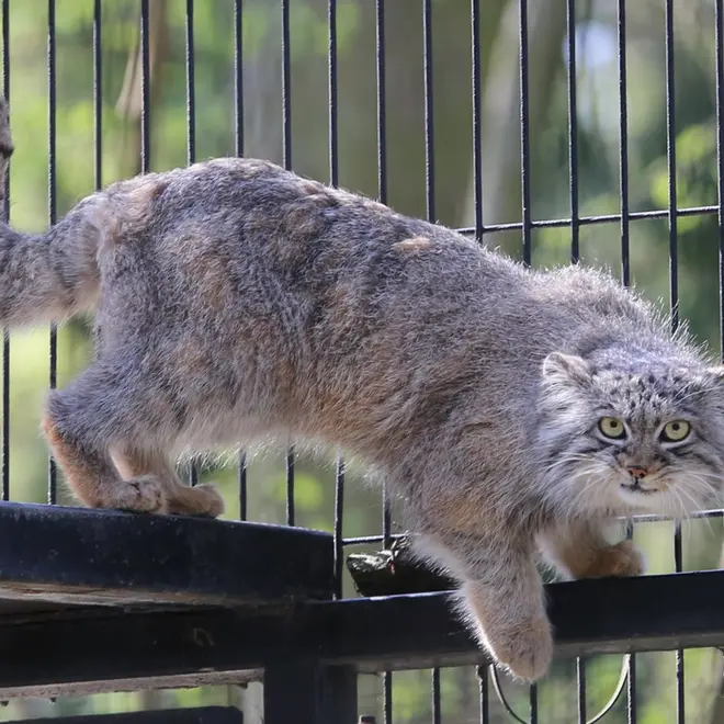 Фотография Цас в Краковском Зоопарке