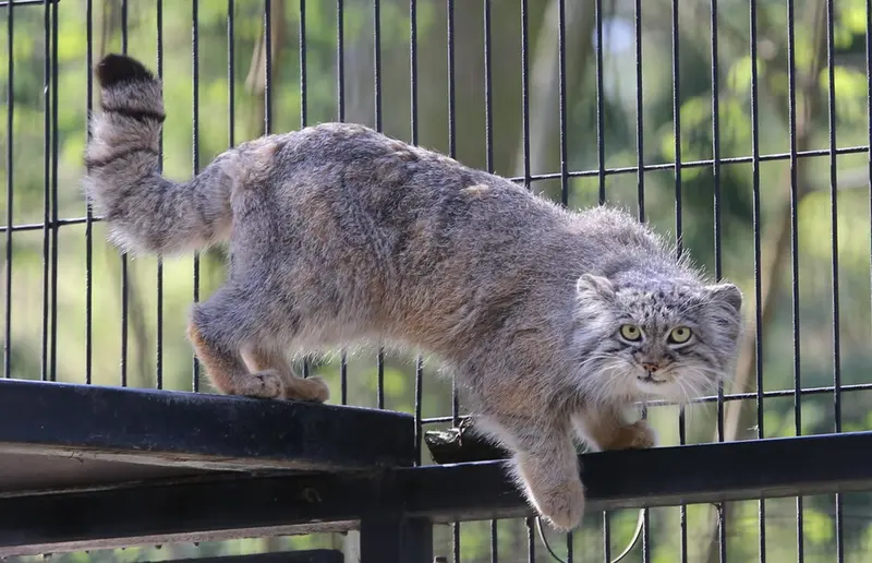 Фотография Цас в Краковском Зоопарке