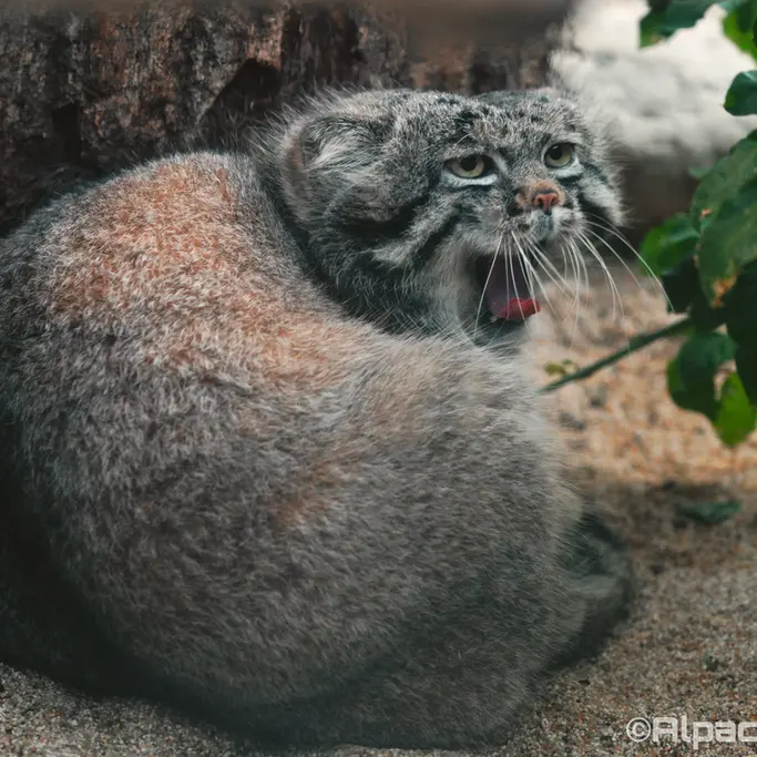 Фотография Нара в Царстве Животных Кобе