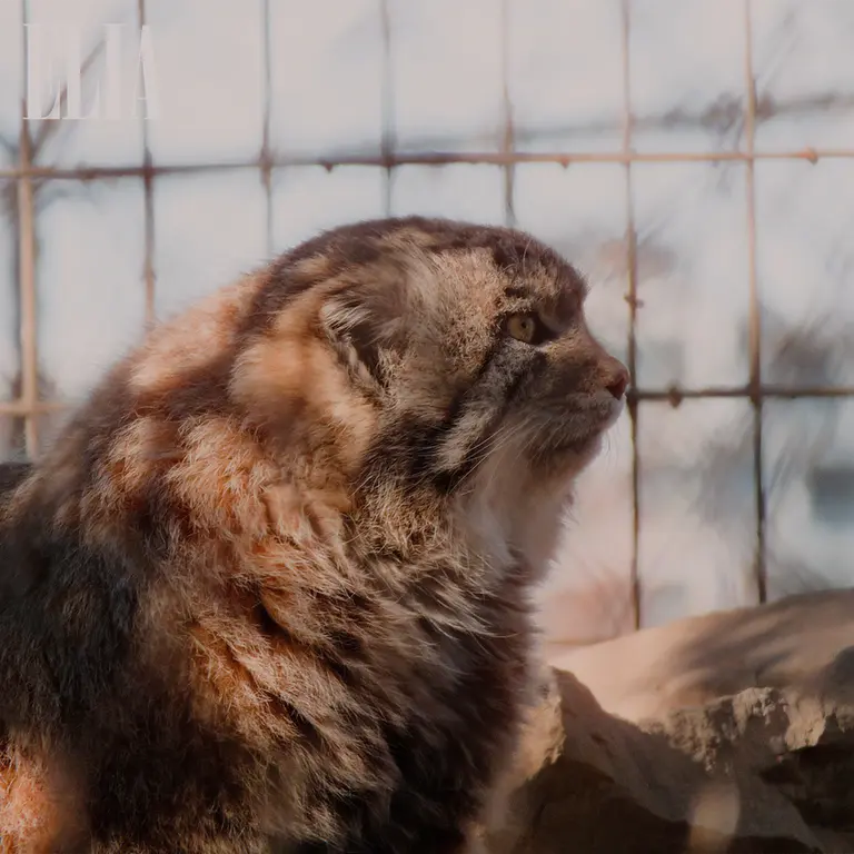 Фотография Олафа в Зоопарке Калгари / Институте Уайлдере