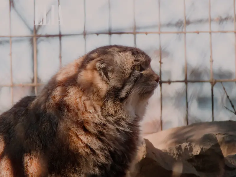 Фотография Олафа в Зоопарке Калгари / Институте Уайлдере