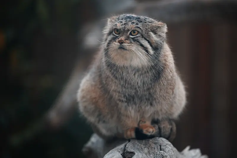 Фотография Льва в Царстве Животных Насу