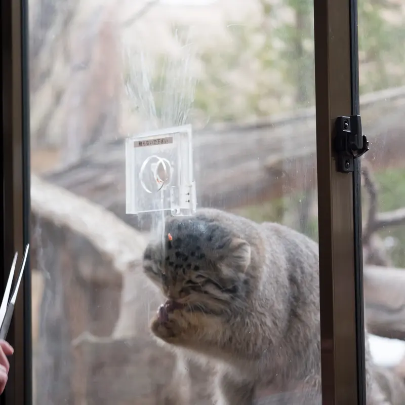 Фотография Нагому в Царстве Животных Насу