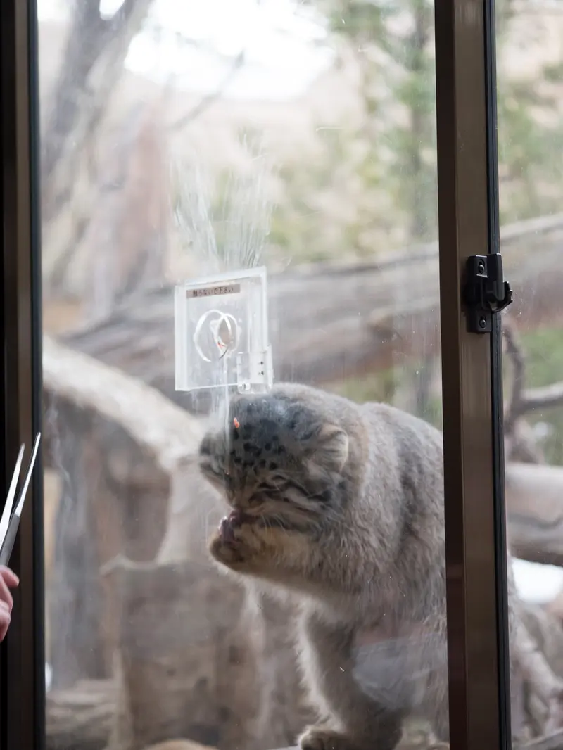 Фотография Нагому в Царстве Животных Насу