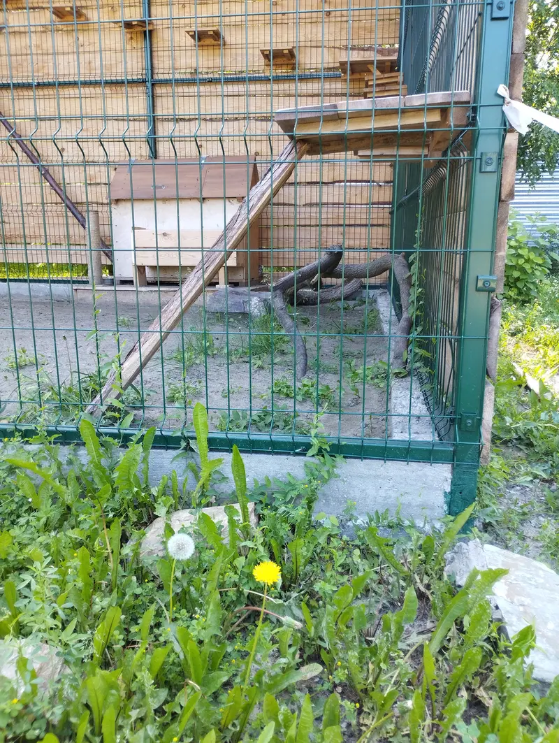 Фотография Чипа в Барнаульском Зоопарке «Лесная сказка»