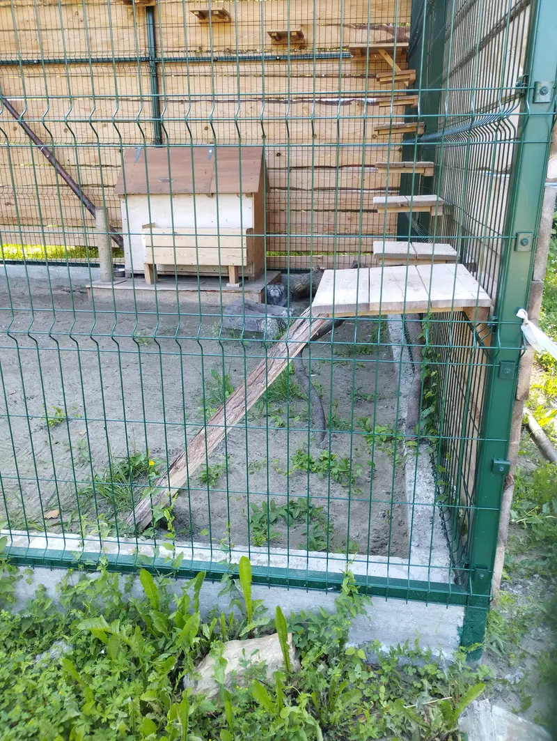 Фотография Чипа в Барнаульском Зоопарке «Лесная сказка»